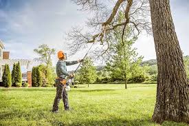 How Our Tree Care Process Works  in  London, OH