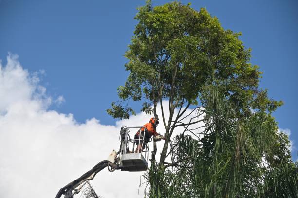 Leaf Removal in London, OH