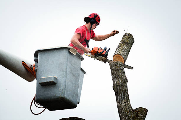 London, OH Tree Removal Services Company